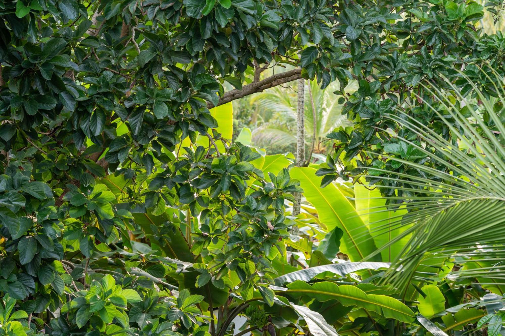 Tayrona Juanchos House Hostel Los Naranjos Εξωτερικό φωτογραφία
